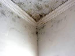 Best Residential Mold Inspection & Testing in Hampton Manor, NY