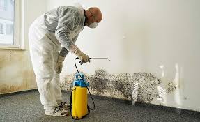 Best Environmental Consulting for Mold Prevention in Hampton Manor, NY